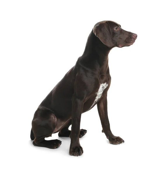 German Shorthaired Pointer Dog White Background — Stock Photo, Image