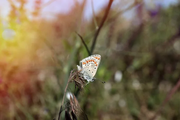 Beautiful Adonis Blue Butterfly Plant Field Closeup Space Text — Stock Photo, Image