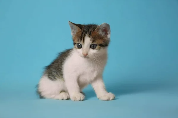 Söt Liten Kattunge Ljusblå Bakgrund Bebisdjur — Stockfoto