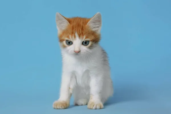 Kucing Kecil Yang Lucu Dengan Latar Belakang Biru Muda Bayi — Stok Foto