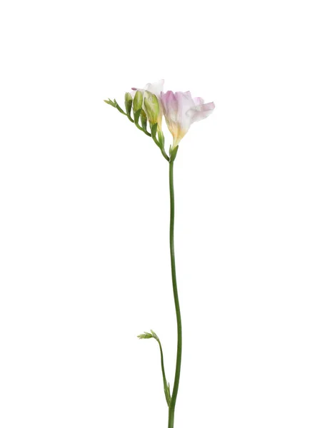 Красивый Нежный Цветок Фрезии Изолирован Белом — стоковое фото