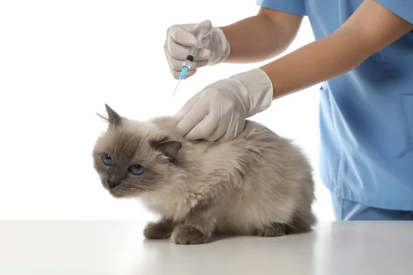 Professionell Veterinär Vaccinera Katt Vit Bakgrund Närbild — Stockfoto