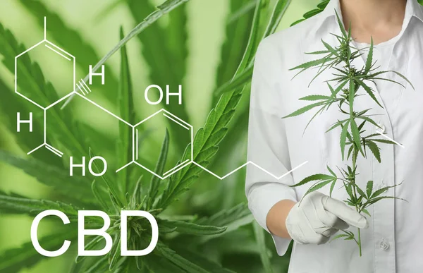 Wetenschapper Met Hennepplant Groene Achtergrond Close Cbd Formule — Stockfoto