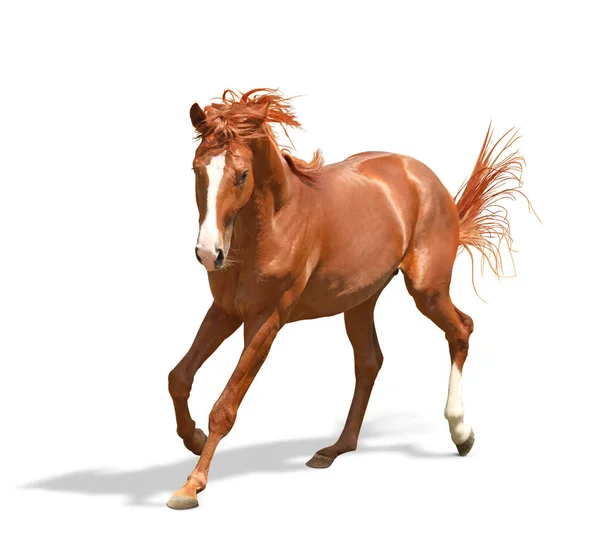 Chestnut Horse Running White Background Beautiful Pet — Stock Photo, Image