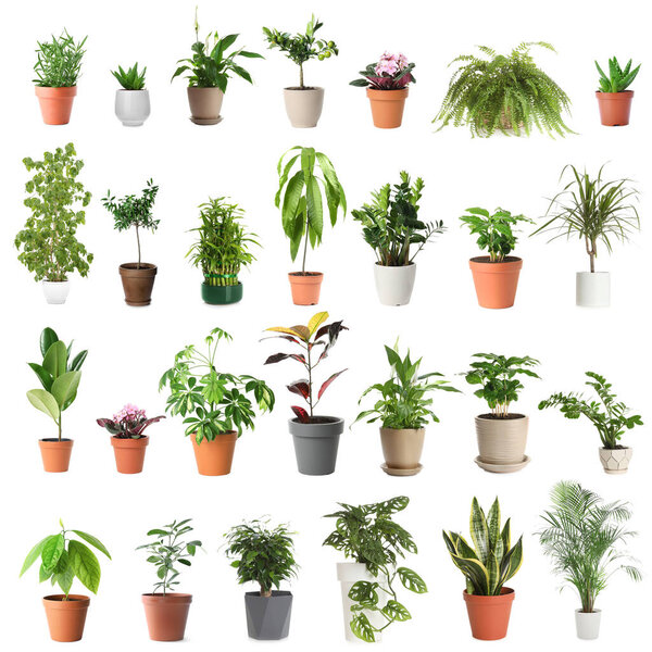 Set of different houseplants in flower pots on white background