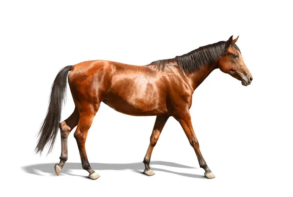 Cavalo Baía Andando Sobre Fundo Branco Belo Animal Estimação — Fotografia de Stock