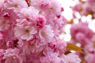 Açık havada çiçek açan pembe sakura ağacının yakın görüntüsü