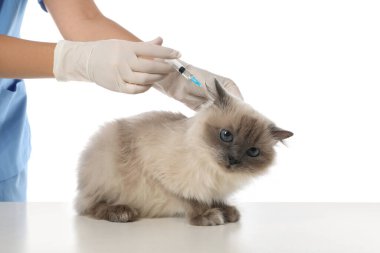 Beyaz arka planda profesyonel veteriner aşılayan kedi, yakın plan.