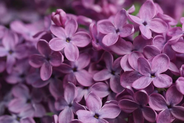 Vista Cerca Hermosa Flor Lila Como Fondo — Foto de Stock