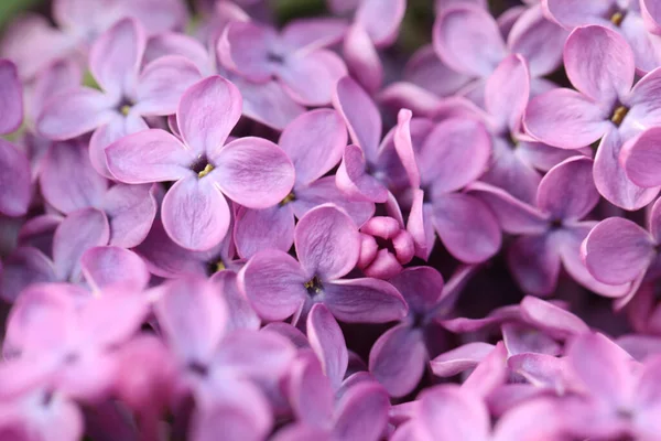 Szoros Kilátás Gyönyörű Virágzó Orgona Mint Háttér — Stock Fotó