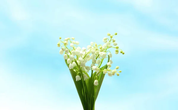 Mooie Lelie Van Vallei Bloemen Lichte Achtergrond — Stockfoto