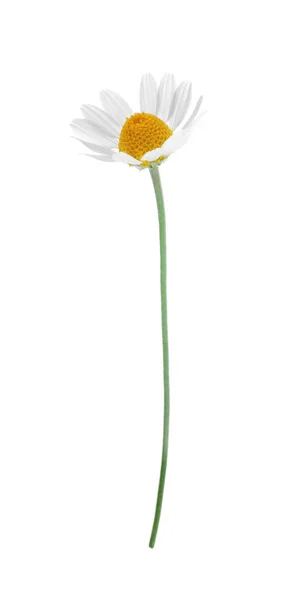 Blühende Kamille Isoliert Auf Weiß Schöne Blume — Stockfoto