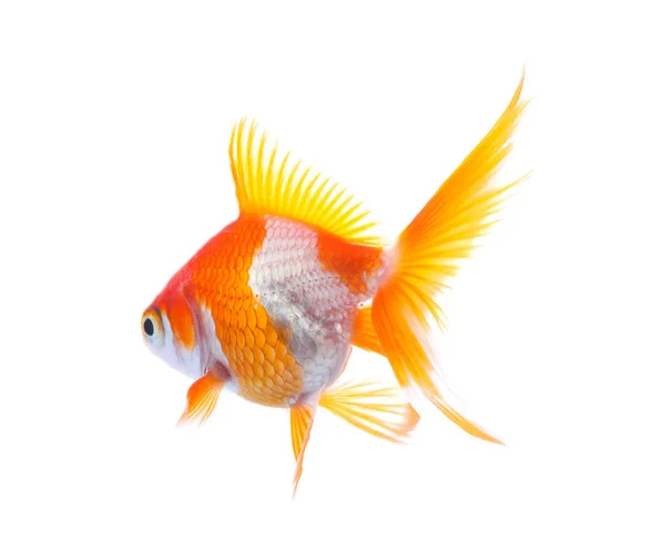 白で隔離された美しい明るい小さな金魚 — ストック写真