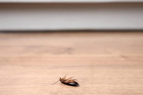 Dode Kakkerlak Houten Vloer Binnen Ruimte Voor Tekst Bestrijding Van — Stockfoto