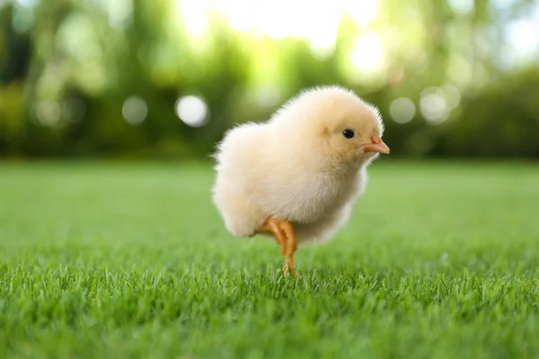 Frango Fofo Bonito Bebê Grama Verde Livre — Fotografia de Stock