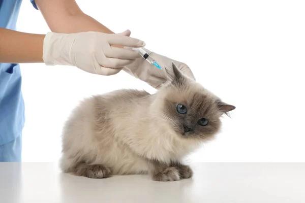 Professionell Veterinär Vaccinera Katt Vit Bakgrund Närbild — Stockfoto