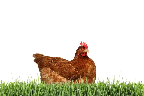 美丽的鸡在鲜绿的草地上 白色背景的衬托下 — 图库照片