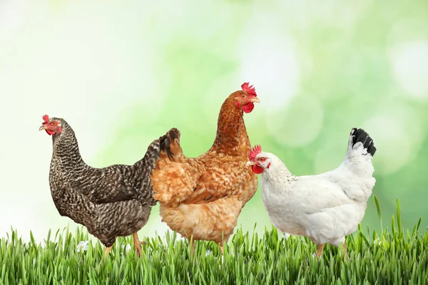 Piękne Kurczaki Świeżej Zielonej Trawie Świeżym Powietrzu — Zdjęcie stockowe