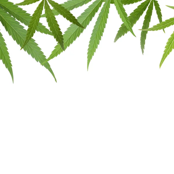 Groene Bladeren Van Hennepplant Witte Achtergrond — Stockfoto