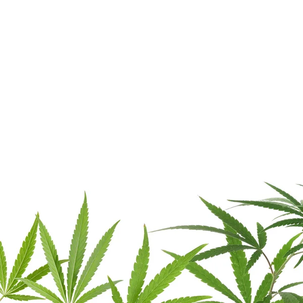 白い背景に麻の植物の緑の葉 — ストック写真