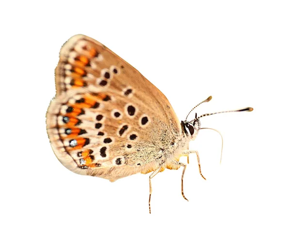 Όμορφη Φωτεινή Πεταλούδα Που Φέρουν Λευκό Φόντο — Φωτογραφία Αρχείου