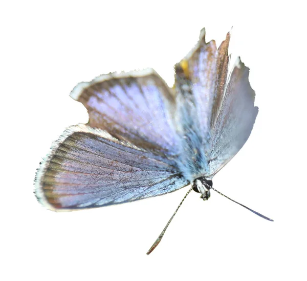 Borboleta Brilhante Bonita Voando Fundo Branco — Fotografia de Stock