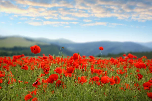 Många Blommande Vallmoblommor Fjälläng — Stockfoto