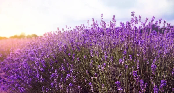 Beautiful Sunlit Lavender Field Banner Design — Stock Photo, Image