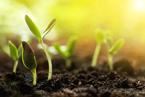 Sonnenbeschienene Junge Gemüsepflanzen Aus Samen Boden Nahaufnahme Raum Für Text — Stockfoto