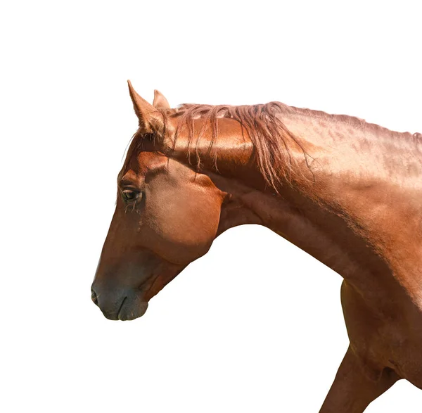 Detailní Pohled Kaštanového Koně Izolovaného Bílém Krásné Zvíře — Stock fotografie