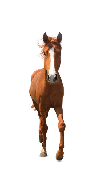 Kastanj Häst Promenader Vit Bakgrund Vackert Husdjur — Stockfoto