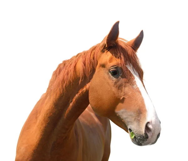 用白色隔绝的栗色马的特写镜头 漂亮的宠物 — 图库照片