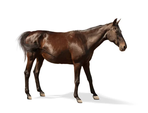 Mörk Vik Häst Stående Vit Bakgrund Vackert Husdjur — Stockfoto