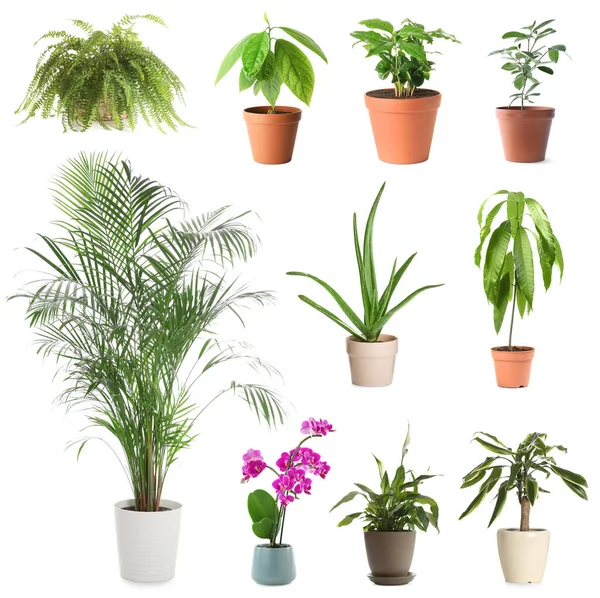 Conjunto Plantas Sala Diferentes Vasos Flores Fundo Branco — Fotografia de Stock