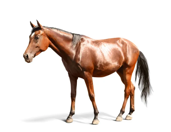 Bay Horse Beyaz Arka Planda Yürüyor Güzel Hayvan — Stok fotoğraf