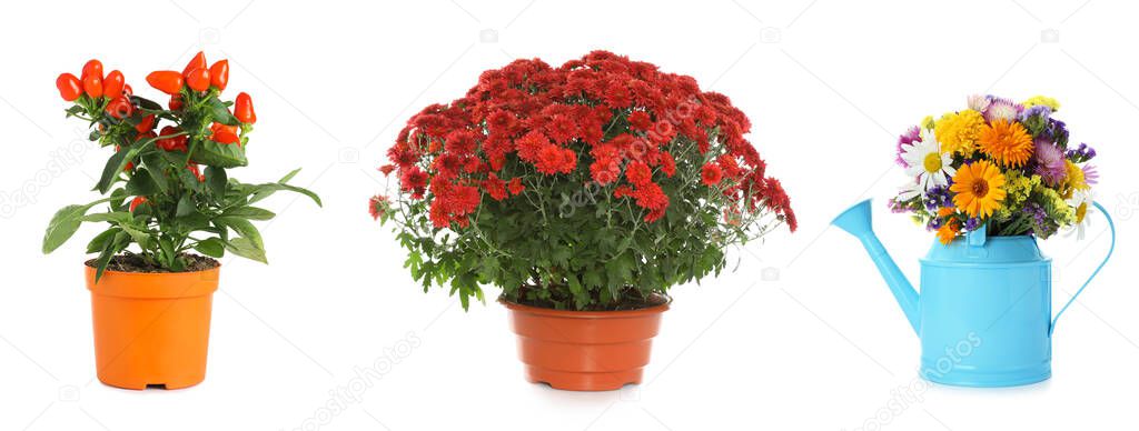 Set of different blooming plants in flower pots on white background, banner design