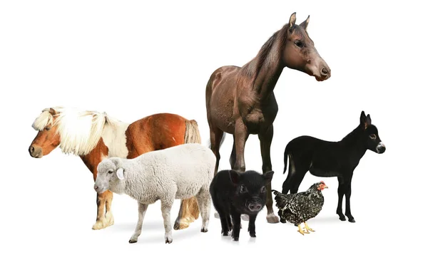 Colagem Com Cavalo Outros Animais Estimação Fundo Branco Design Banner — Fotografia de Stock