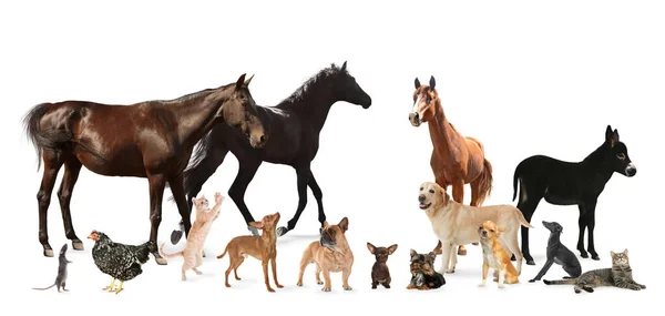 Collage Mit Pferden Und Anderen Haustieren Auf Weißem Hintergrund Bannerdesign — Stockfoto