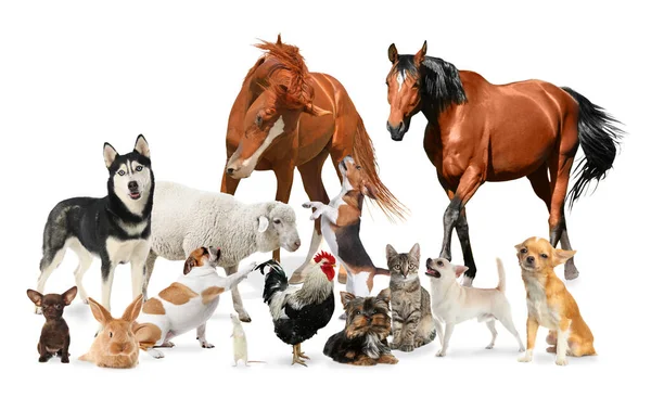 Collage Con Cavalli Altri Animali Domestici Sfondo Bianco — Foto Stock