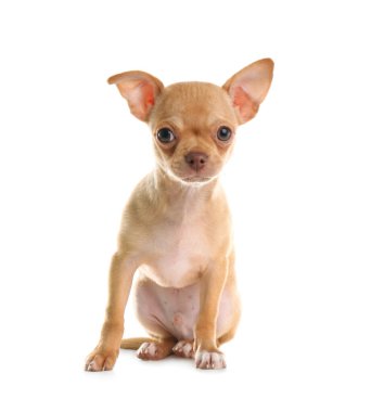 Beyaz arka planda oyuncağı olan şirin bir Chihuahua köpeği. Yavru hayvan