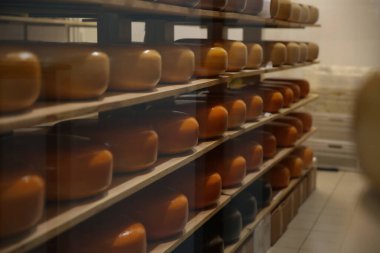 Fabrika deposunda taze peynir kafalar.