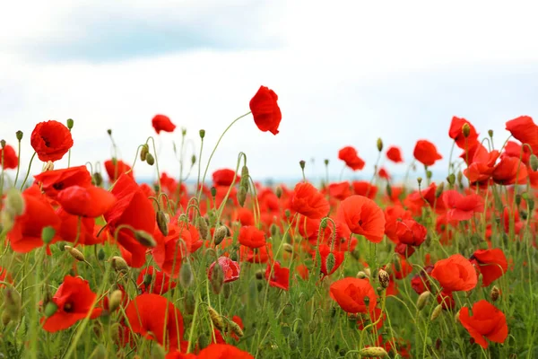 Belles Fleurs Pavot Rouge Poussant Dans Champ — Photo