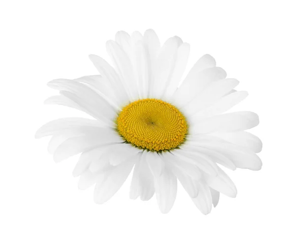 Bela Flor Camomila Perfumada Isolada Branco — Fotografia de Stock