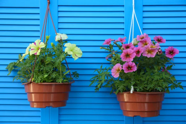 Vackra Petunia Blommor Krukor Blå Trä Bakgrund — Stockfoto