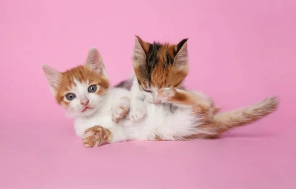 ピンクの背景で遊んでかわいい子猫 赤ちゃん動物 — ストック写真