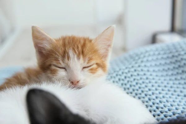 Милые Котята Спят Голубом Одеяле Крупным Планом Детские Животные — стоковое фото