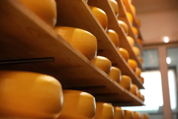 Cabeças Queijo Fresco Rack Armazém Fábrica — Fotografia de Stock