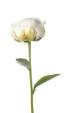 Güzel kokulu şakayık çiçeği bembeyaz