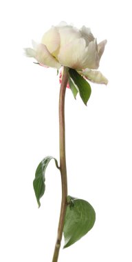 Güzel kokulu şakayık çiçeği bembeyaz