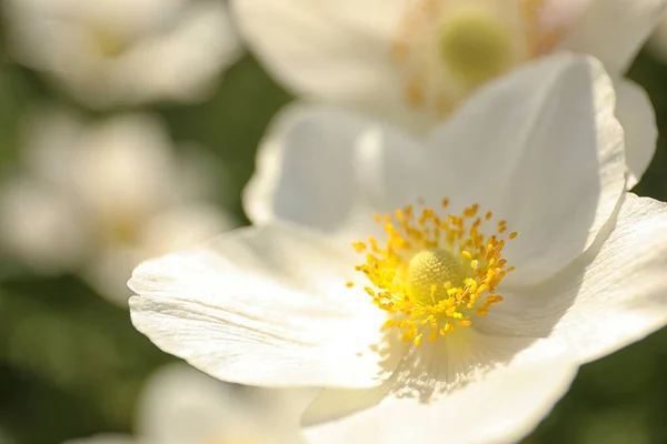 Όμορφη Ανθισμένη Ιαπωνική Ανεμώνη Λουλούδι Εξωτερικούς Χώρους Την Άνοιξη Closeup — Φωτογραφία Αρχείου